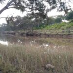 FMV Online - Flooding of Maribyrnong River - 17 October 2022 - 10