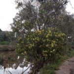 FMV Online - Flooding of Maribyrnong River - 17 October 2022 - 11