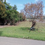 FMV Online - Flooding of Maribyrnong River - 17 October 2022 - Burndap Park 2
