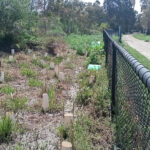 FMV Online - Flooding of Maribyrnong River - 17 October 2022 - Frog Hollow