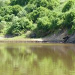 FMV Online - Flooding of Maribyrnong River - October 2022 - Grimes Flat - 12