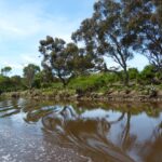FMV Online - Flooding of Maribyrnong River - October 2022 - Grimes Flat - 17