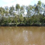 FMV Online - Flooding of Maribyrnong River - October 2022 - Grimes Flat - 2