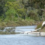 FMV Online - Flooding of Maribyrnong River - October 2022 - Grimes Flat - 25