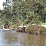 FMV Online - Flooding of Maribyrnong River - October 2022 - Grimes Flat - 26