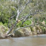 FMV Online - Flooding of Maribyrnong River - October 2022 - Grimes Flat - 31
