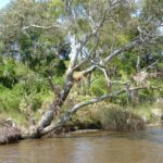 FMV Online - Flooding of Maribyrnong River - October 2022 - Grimes Flat - 32