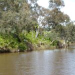 FMV Online - Flooding of Maribyrnong River - October 2022 - Grimes Flat - 33