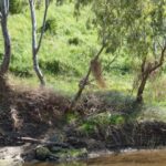 FMV Online - Flooding of Maribyrnong River - October 2022 - Grimes Flat - 34