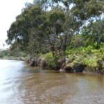 FMV Online - Flooding of Maribyrnong River - October 2022 - Grimes Flat - 36