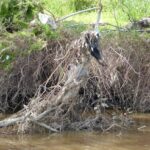 FMV Online - Flooding of Maribyrnong River - October 2022 - Grimes Flat - 41