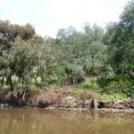 FMV Online - Flooding of Maribyrnong River - October 2022 - Grimes Flat - 42