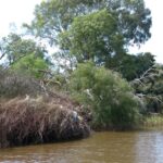FMV Online - Flooding of Maribyrnong River - October 2022 - Grimes Flat - 46
