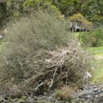 FMV Online - Flooding of Maribyrnong River - October 2022 - Grimes Flat - 57