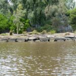 FMV Online - Flooding of Maribyrnong River - October 2022 - Grimes Flat - 67
