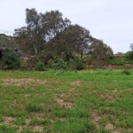 FMV Online - Flooding of Maribyrnong River - October 2022 - Gumm's Corner